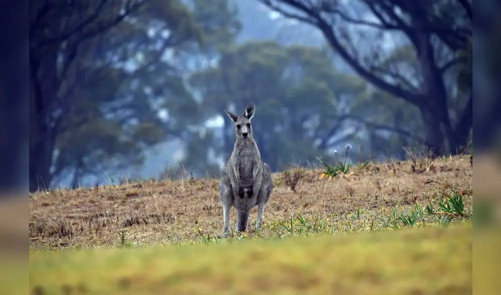 Los humos emitidos se detectaron hasta Argentina y Brasil, a más de 12.000 km del otro lado del Pacífico, según las agencias meteorológicas de estos países. Foto: AFP. Los humos emitidos se detectaron hasta Argentina y Brasil, a más de 12.000 km del otro lado del Pacífico, según las agencias meteorológicas de estos países. Foto: AFP.