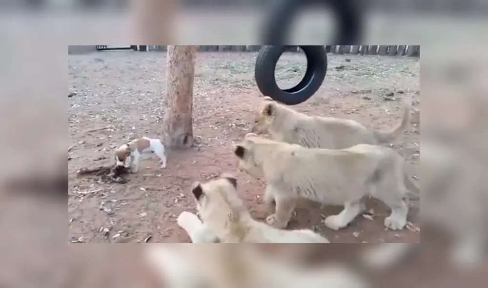 Desliza para ver los detalles de este video viral publicado en YouTube. Foto: Captura.