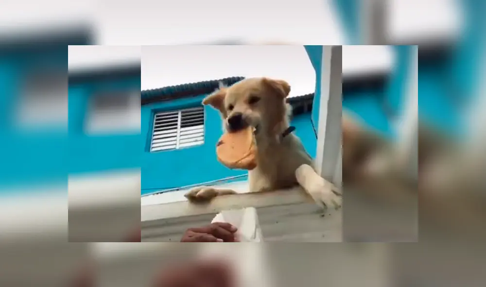 Desliza las imágenes hacia la izquierda para observar la travesura que cometió un perro ante un descuido de su dueño. Desliza las imágenes hacia la izquierda para observar la travesura que cometió un perro ante un descuido de su dueño.