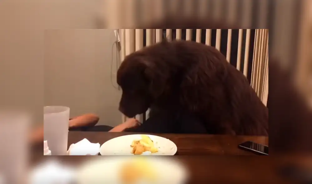 YouTube viral: mujer recibe abrazo de su perro, sin imaginar que can la dejaría sin comida [VIDEO] 