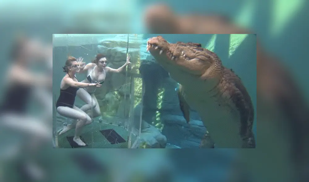 YouTube viral: chicas se sumergen en santuario de enorme cocodrilo y quedan horrorizadas 