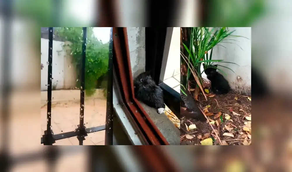 Desliza para ver los detalles de esta historia que se viralizó en Facebook. Foto: Captura.