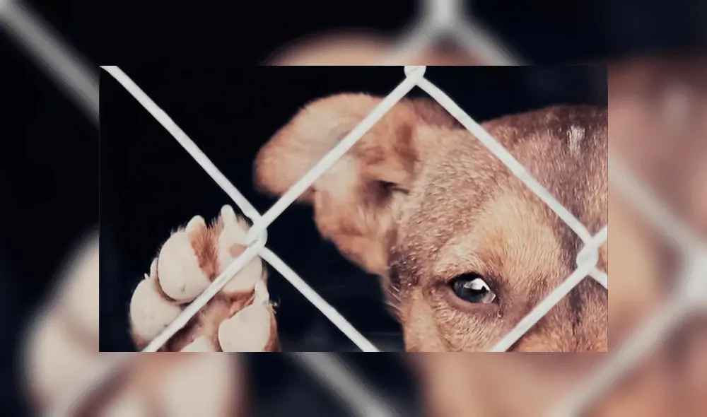 Hombre corta cola a perro que buscaba comida en un tacho de basura