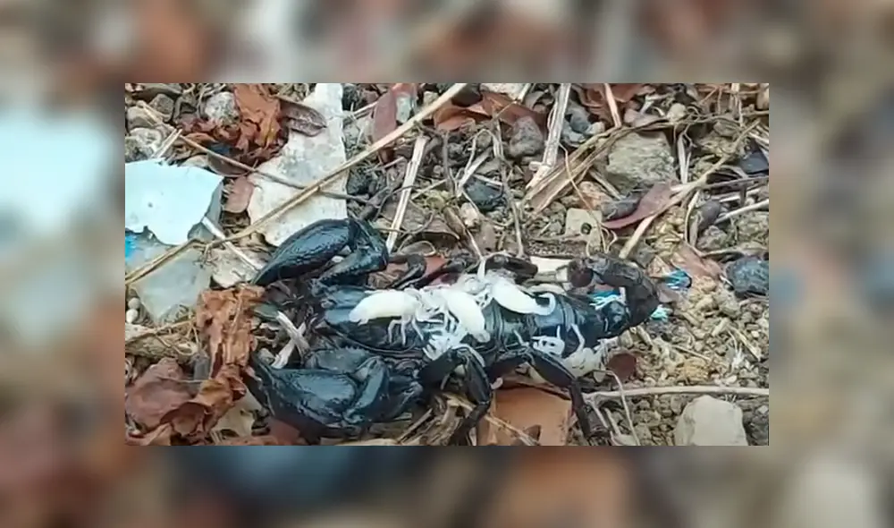 Desliza hacia la izquierda para ver las imágenes del viral de Facebook.