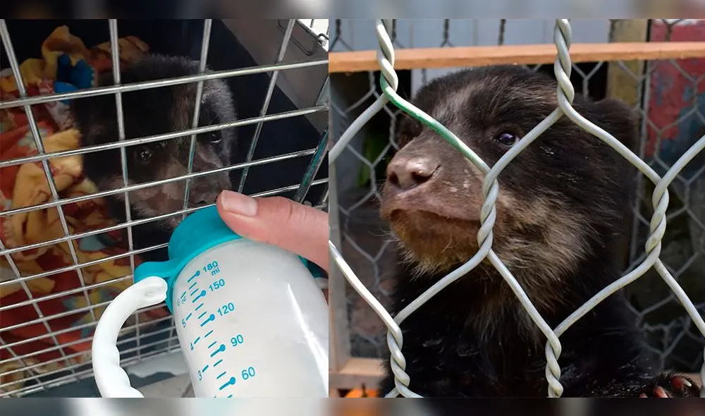 Por su corta edad, la osezna requiere una dieta basada en fórmula láctea. Foto: Serfor.