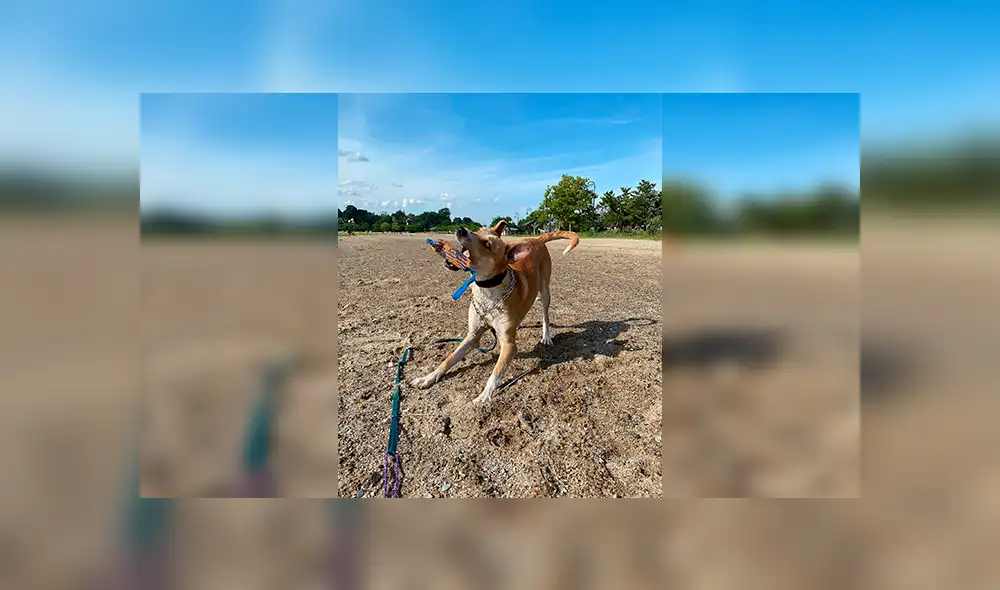 Desliza las imágenes hacia la izquierda para observar la reacción de un perro al recibir la sorpresa de su dueña. Foto: Fernanda Paola.