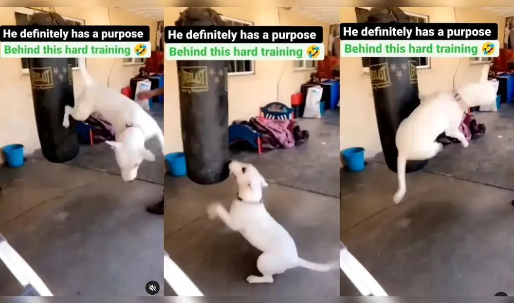 El video superó las 509.000 reproducciones. Foto: composición LR/captura de Instagram/@dogs.remix El video superó las 509.000 reproducciones. Foto: composición LR/captura de Instagram/@dogs.remix