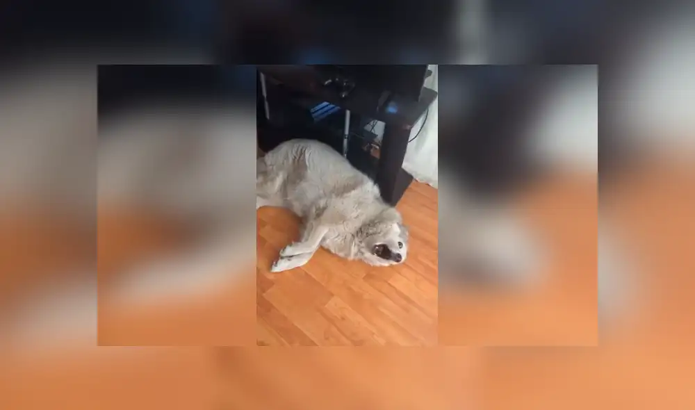 Desliza las imágenes para apreciar el singular comportamiento de un perro al ser reprendido por su dueña.