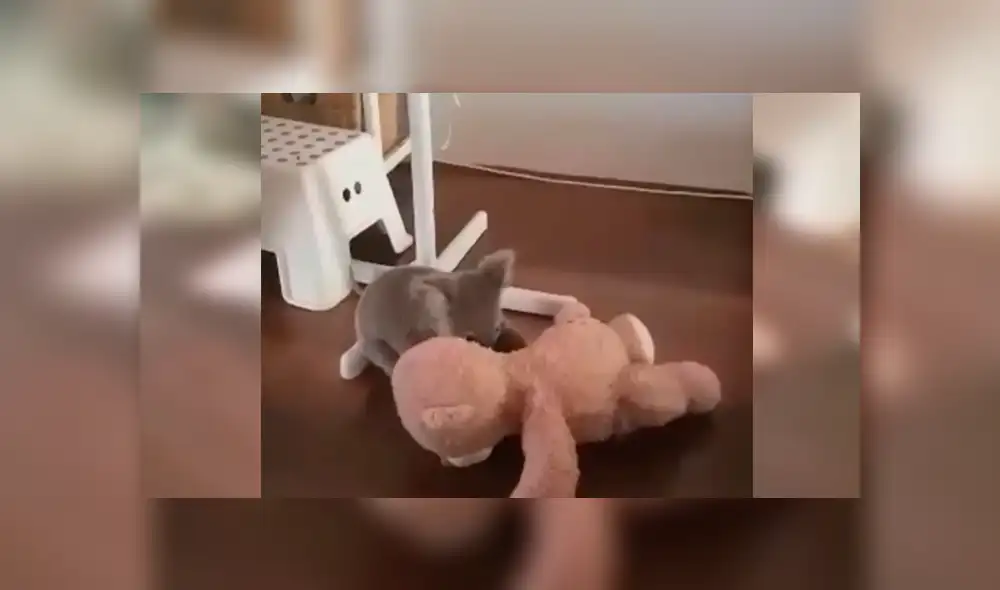 En Facebook, un koala tuvo una emotiva reacción al percatarse que un rescatista el entregó un peluche.