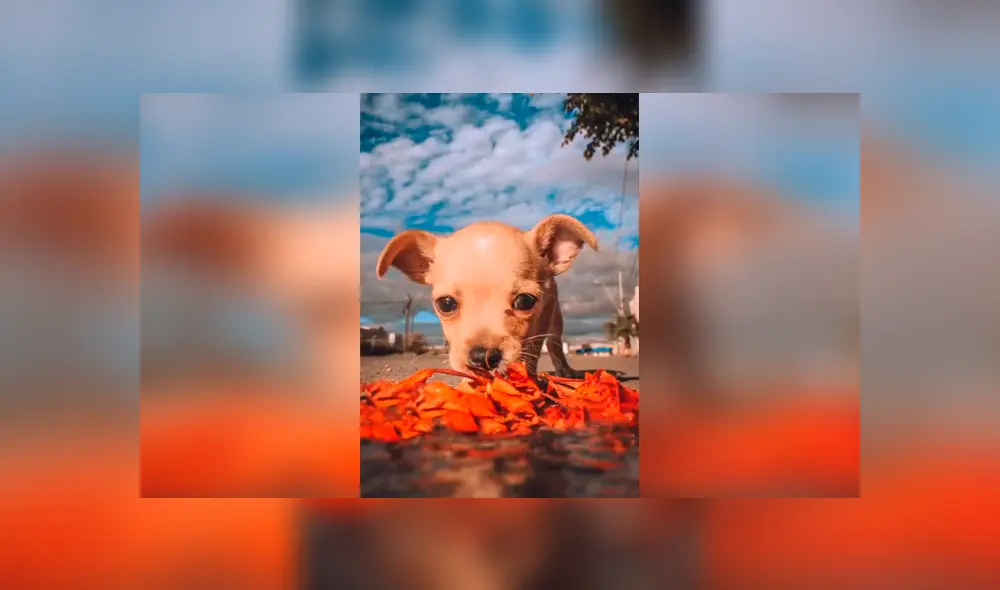 Desliza las imágenes para conocer el resultado final de la improvisada sesión que realizó un joven con su perro. Foto: Captura. Desliza las imágenes para conocer el resultado final de la improvisada sesión que realizó un joven con su perro. Foto: Captura.