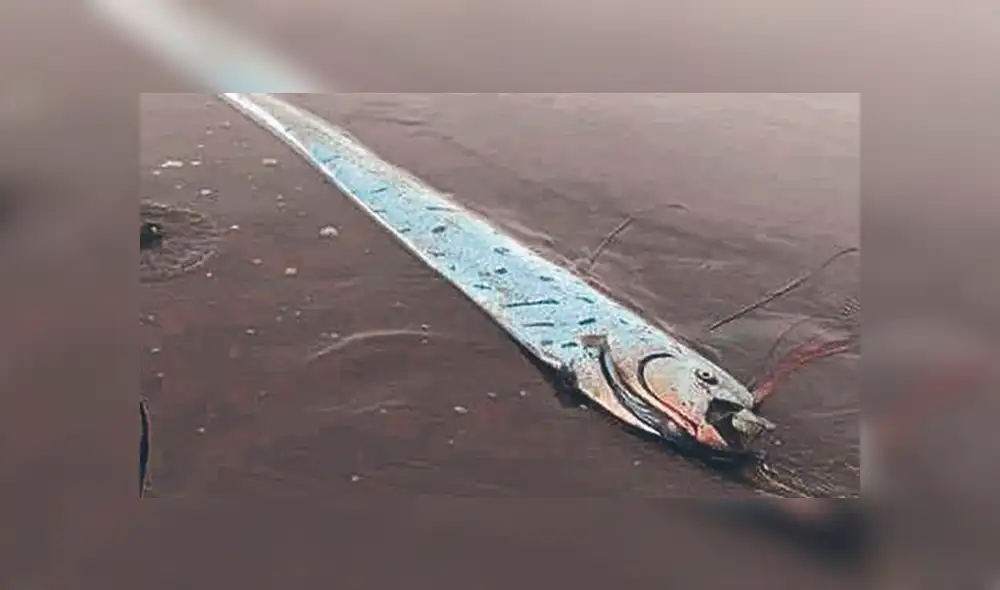 Facebook viral: Se viraliza video 'fake' de 'pez remo' tras el sismo en Loreto [VIDEO]