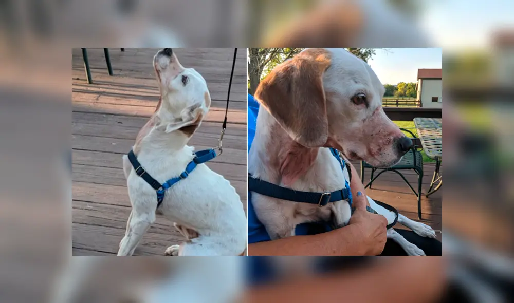 Esta perrita estuvo a punto de morir por un grave caso de maltrato animal. Foto: Twitter. Esta perrita estuvo a punto de morir por un grave caso de maltrato animal. Foto: Twitter.