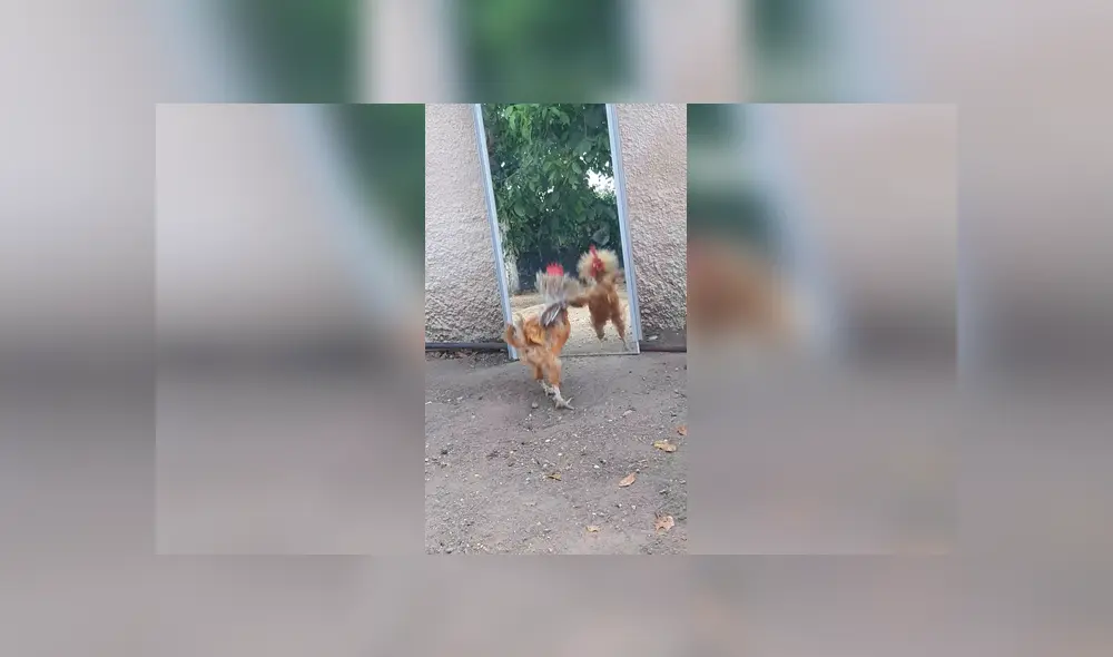 Desliza para ver los detalles de este video viral de Facebook. Foto: Captura. Desliza para ver los detalles de este video viral de Facebook. Foto: Captura.