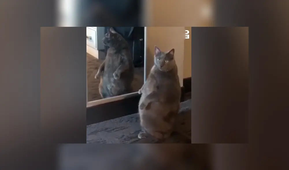 Facebook viral: gato con sobrepeso se ve por primera vez al espejo y tiene divertida reacción Facebook viral: gato con sobrepeso se ve por primera vez al espejo y tiene divertida reacción