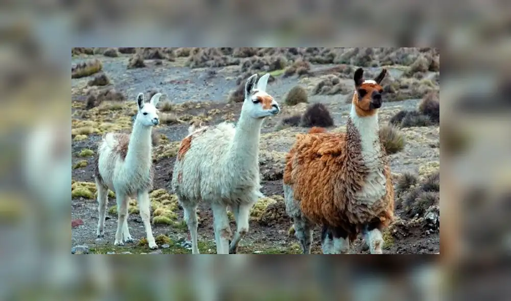 YouTube viral: Ganso irrumpe pelea de llamas y les da severa lección [VIDEO] 