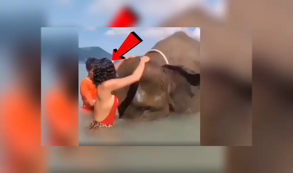 Facebook viral: Intenta tomarse foto sobre la trompa de un elefante y este la deja en ridículo [VIDEO]