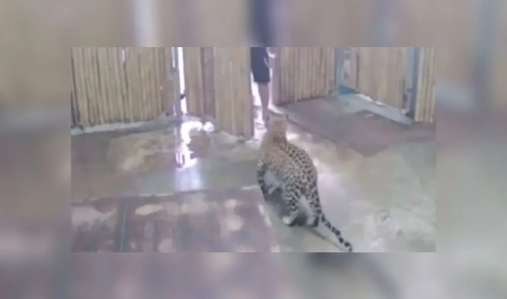Animal atacó al niño cuando abrieron la puerta. Foto: captura de video.
