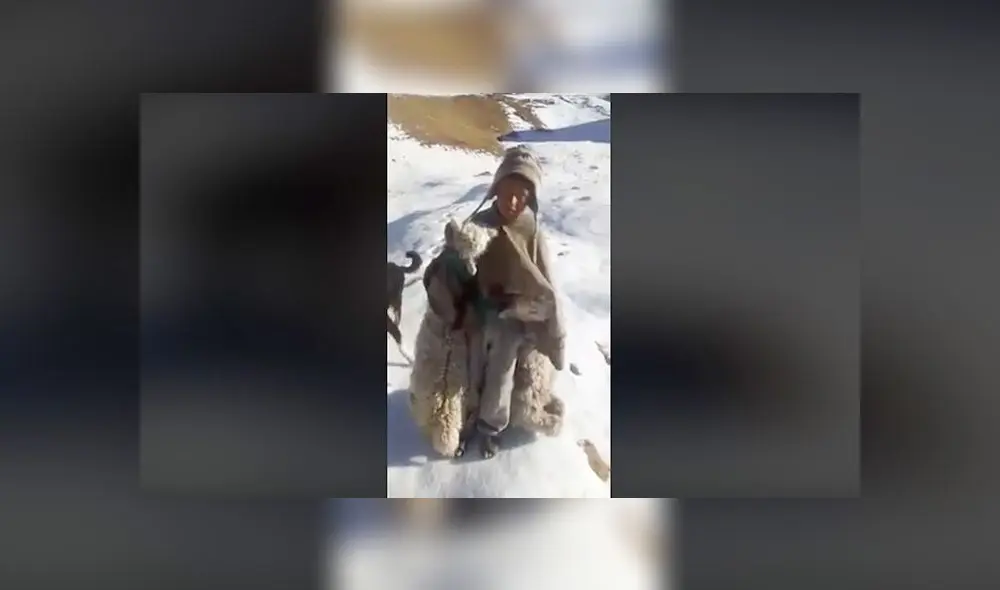 Facebook: niño que arrastra a sus alpacas muertas hace urgente pedido a Martín Vizcarra