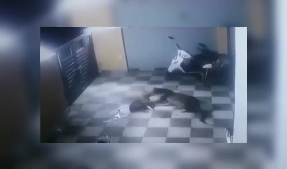 A través de YouTube se hizo viral el momento en que un furioso leopardo ataca ferozmente a un perro. A través de YouTube se hizo viral el momento en que un furioso leopardo ataca ferozmente a un perro.