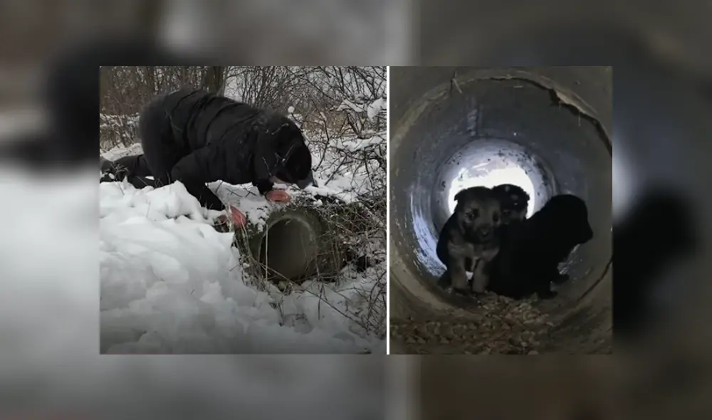 Desliza hacia la izquierda para ver el conmovedor rescate de los perros que se viralizaron en Facebook. Foto: Captura. Desliza hacia la izquierda para ver el conmovedor rescate de los perros que se viralizaron en Facebook. Foto: Captura.