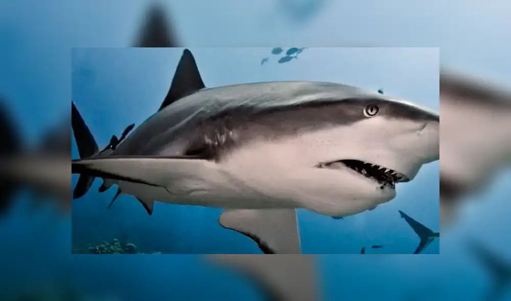 YouTube viral: Abren estómago de tiburón muerto y descubren criaturas vivas [VIDEO] 