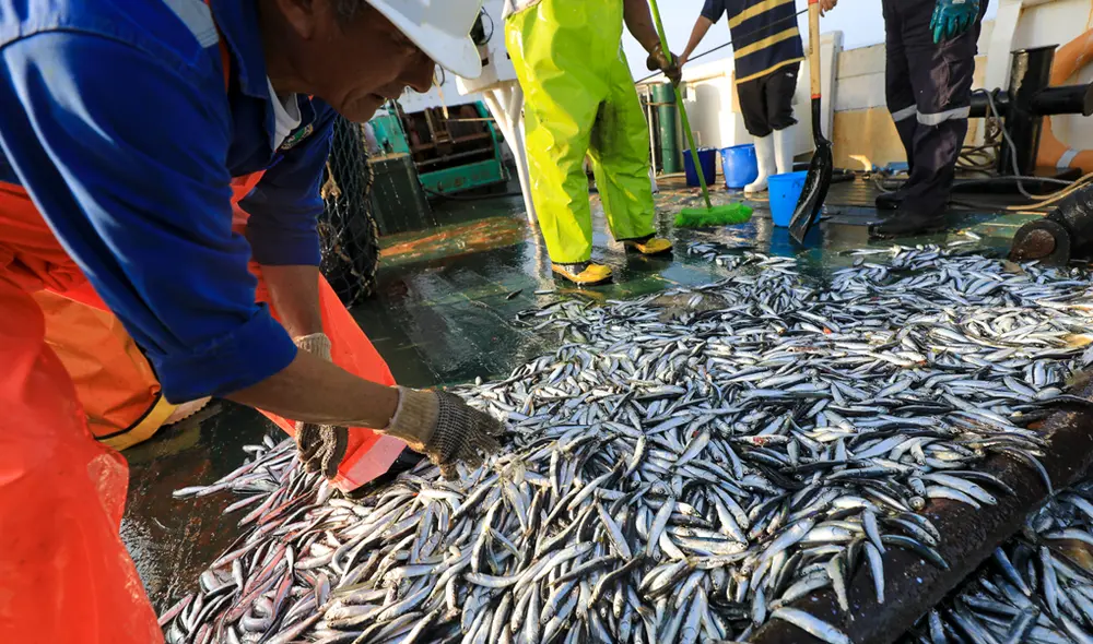 Presidenta de la SNP: “Investigación (a IMARPE y empresas pesqueras) tiene que llegar hasta el final” Presidenta de la SNP: “Investigación (a IMARPE y empresas pesqueras) tiene que llegar hasta el final”