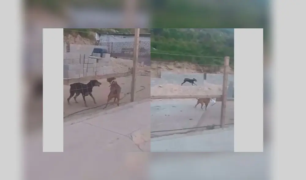 Facebook: Perro golpeando a otro con un recogedor se vuelve viral en redes sociales [VIDEO]