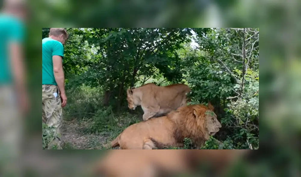 Desliza hacia la izquierda para ver el encuentro de la mujer con dos leones. Imágenes virales de YouTube.