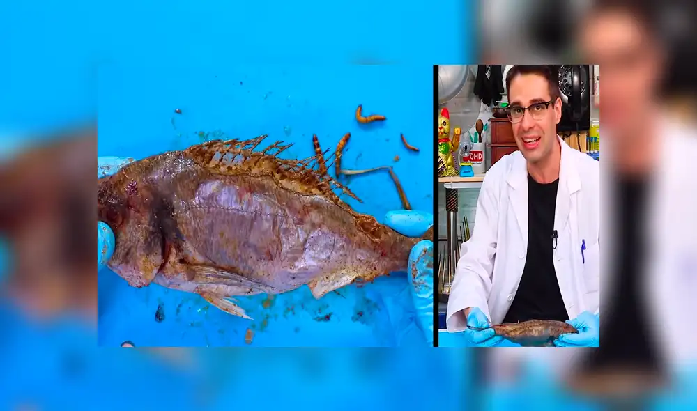 YouTube viral: Arroja pescado a recipiente lleno de gusanos carnívoros y esto sucede [VIDEO]