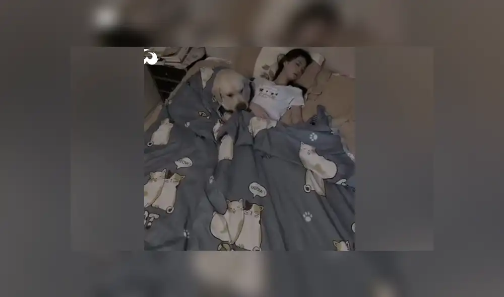 Desliza las imágenes para ver la tierna escena que protagonizó este perro junto a su dueña. Fotocapturas: Woof Woof/Facebook