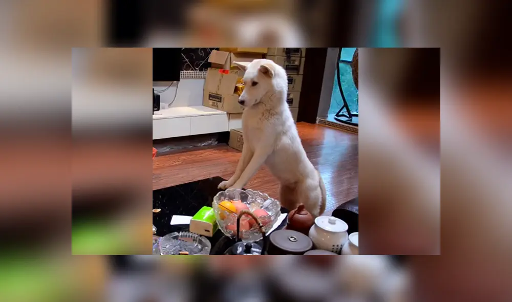 Desliza las imágenes hacia la izquierda para conocer el comportamiento de un perro para vigilar a su dueña. Foto: Captura.