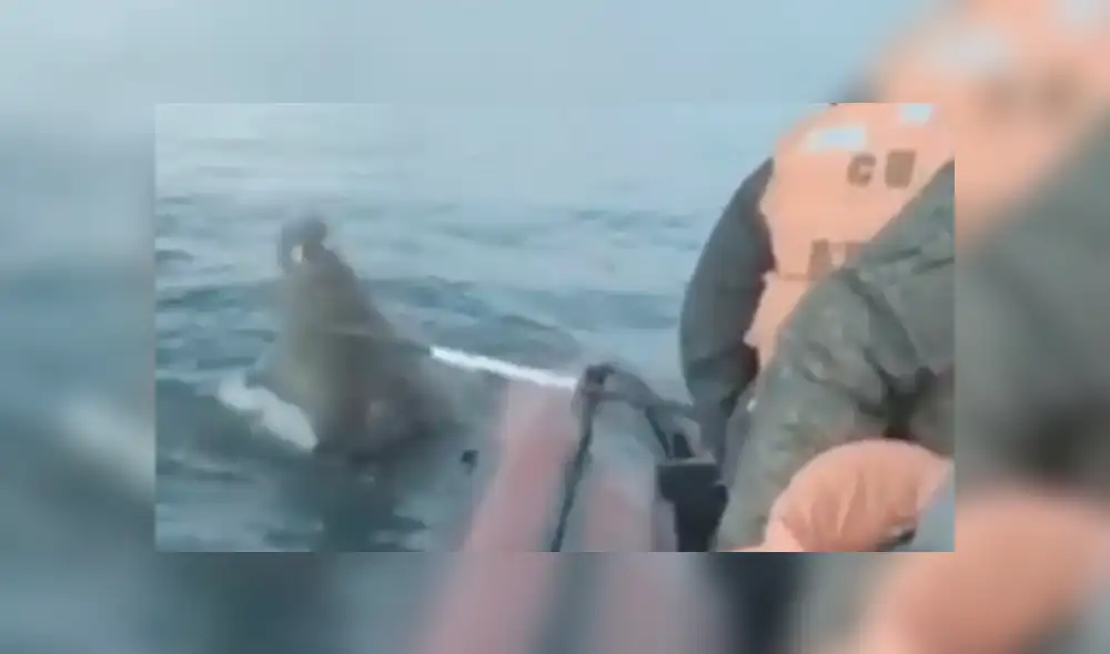 La morsa tuvo una inesperada reacción al ver a los hombres en su territorio. Foto: captura La morsa tuvo una inesperada reacción al ver a los hombres en su territorio. Foto: captura