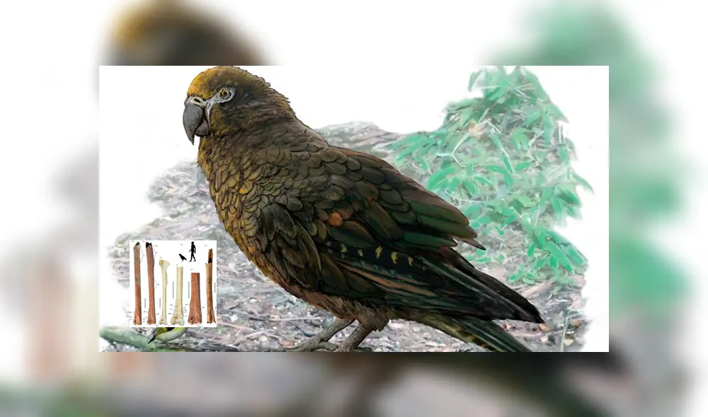 Loro Heracles inexpectatus Loro Heracles inexpectatus