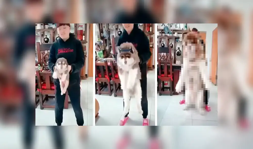Facebook viral: grabó crecimiento de perro y su increíble tamaño de adulto sorprendió a todos [VIDEO]