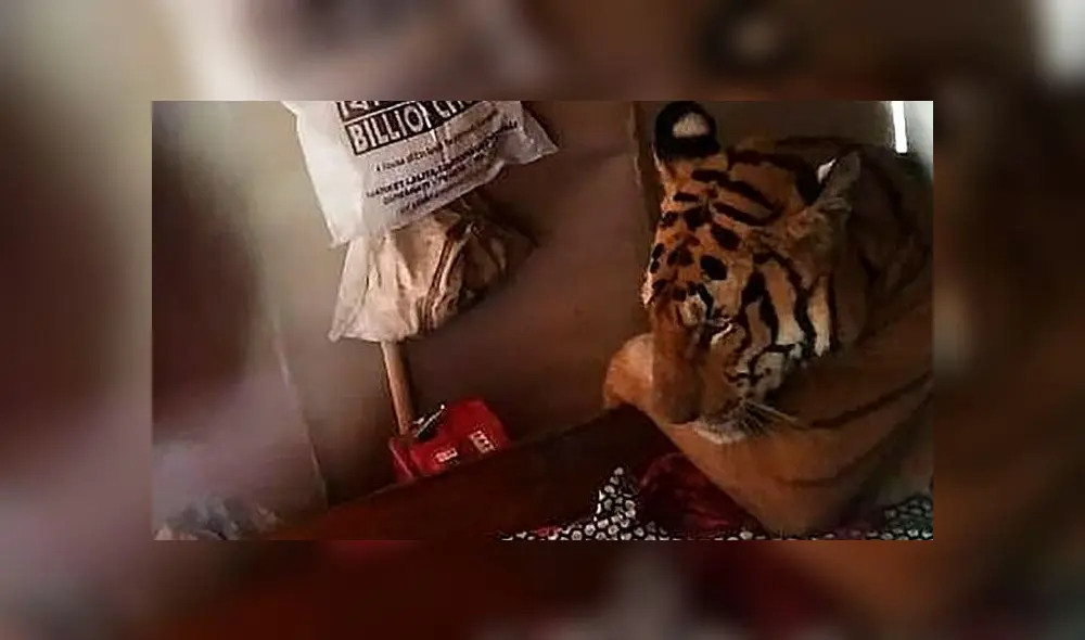 El tigre descansaba en el garaje de una casa. Captura de video/AFP. El tigre descansaba en el garaje de una casa. Captura de video/AFP.