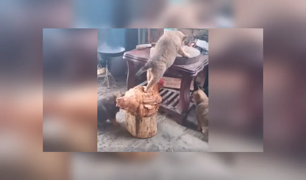 Desliza las imágenes para apreciar la terrible acción de una gallina junto a un perro para quitarle la comida su dueño.