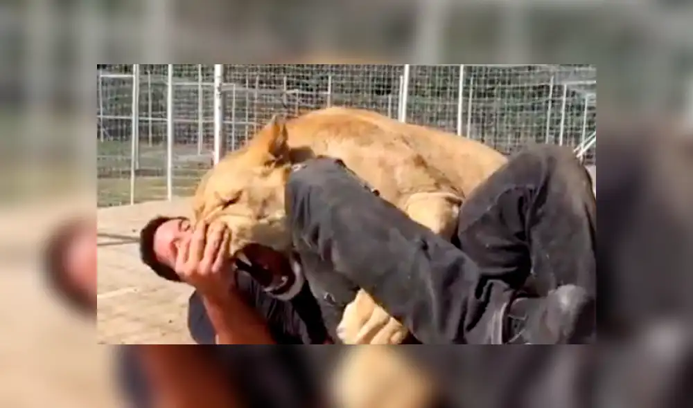 Facebook viral: visitante de zoológico arroja piedra a leona y ella reacciona así [VIDEO]
