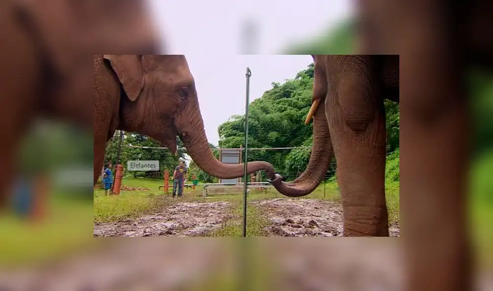 YouTube: Desafían a elefantes con curioso experimento de inteligencia [VIDEO]