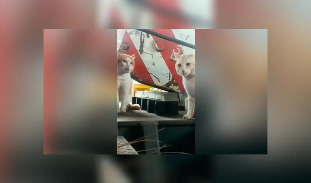 YouTube viral: gato piensa que está frente a un espejo, pero se lleva una tremenda sorpresa YouTube viral: gato piensa que está frente a un espejo, pero se lleva una tremenda sorpresa