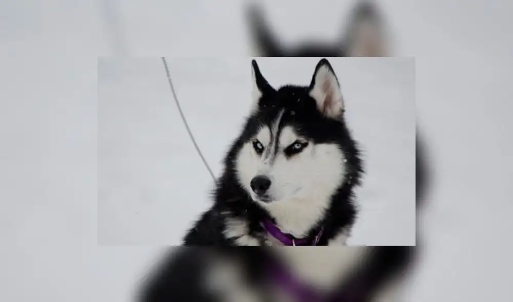 Twitter: Particular fotografía de perro siberiano al que afeitaron casi todo el cuerpo se viraliza 