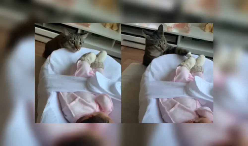 Desliza las imágenes para ver la adorable escena entre la bebé y el gato de su mamá. Desliza las imágenes para ver la adorable escena entre la bebé y el gato de su mamá.