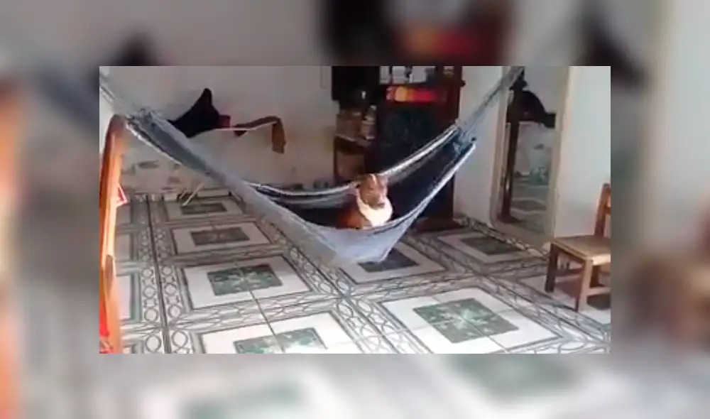 En Facebook, un joven se llevó tremenda sorpresa al descubrir que su perro se subió a la hamaca colocada en su sala. En Facebook, un joven se llevó tremenda sorpresa al descubrir que su perro se subió a la hamaca colocada en su sala.