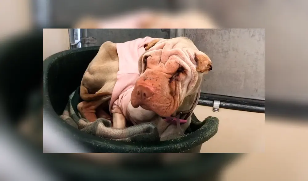 En Facebook, los encargados de un albergue curaron a una perrita que estaba en deplorables condiciones.