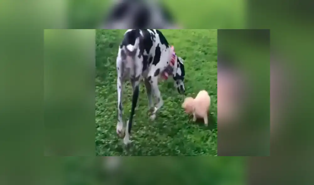 Desliza para ver los momentos más destacados del tierno video que se hizo viral en Facebook. Desliza para ver los momentos más destacados del tierno video que se hizo viral en Facebook.