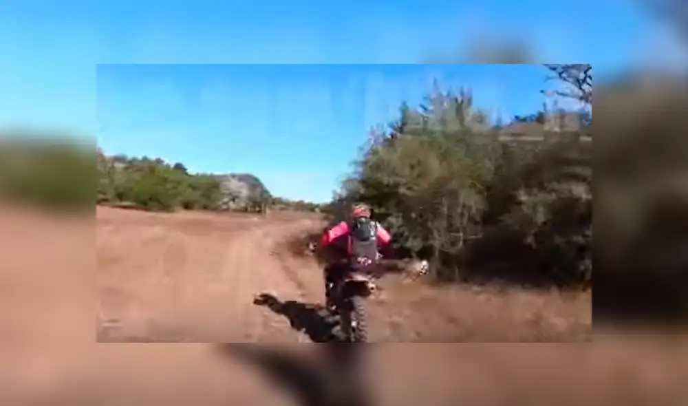 El motociclista no pudo evitar el brutal impacto y junto al animal dieron varias vueltas por el suelo. Foto: captura El motociclista no pudo evitar el brutal impacto y junto al animal dieron varias vueltas por el suelo. Foto: captura