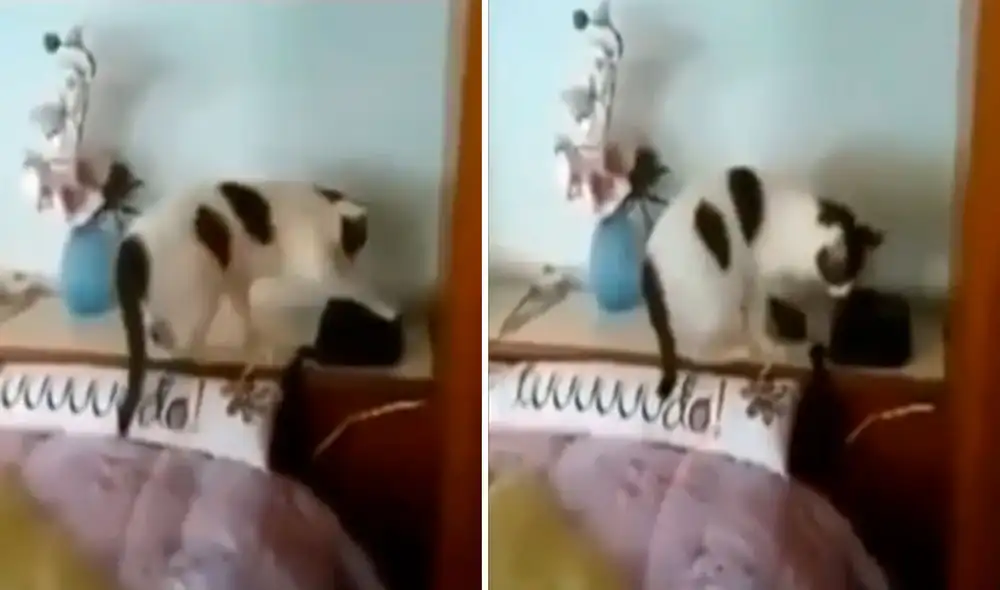 Una mujer ingresó a su habitación; sin embargo, se llevó una sorpresa al descubrir que su gato ‘contestó’ sus llamadas telefónicas. Foto: captura de TikTok