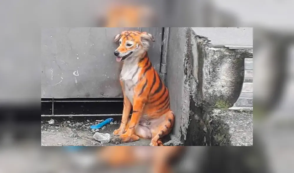 Perrito en Malasia fue pintado como si fuera un tigre por inescrupulosos hombres. Foto: Facebook Perrito en Malasia fue pintado como si fuera un tigre por inescrupulosos hombres. Foto: Facebook