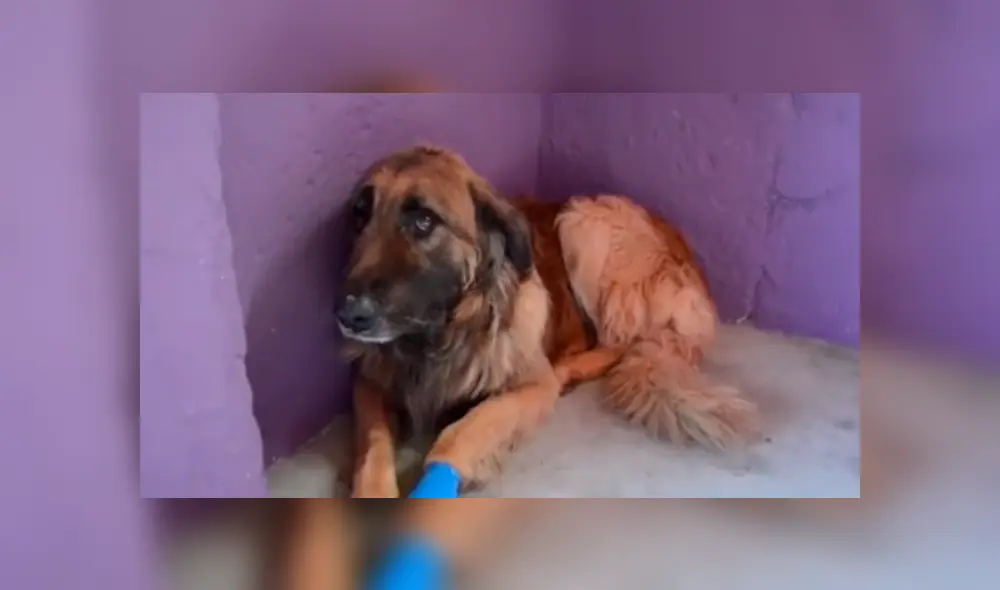 Desliza las imágenes para ver la emotiva reacción que tuvo este perro callejero al recibir caricias de su nuevo dueño. Fotocapturas: Susana Espinoza Jaim/TikTok