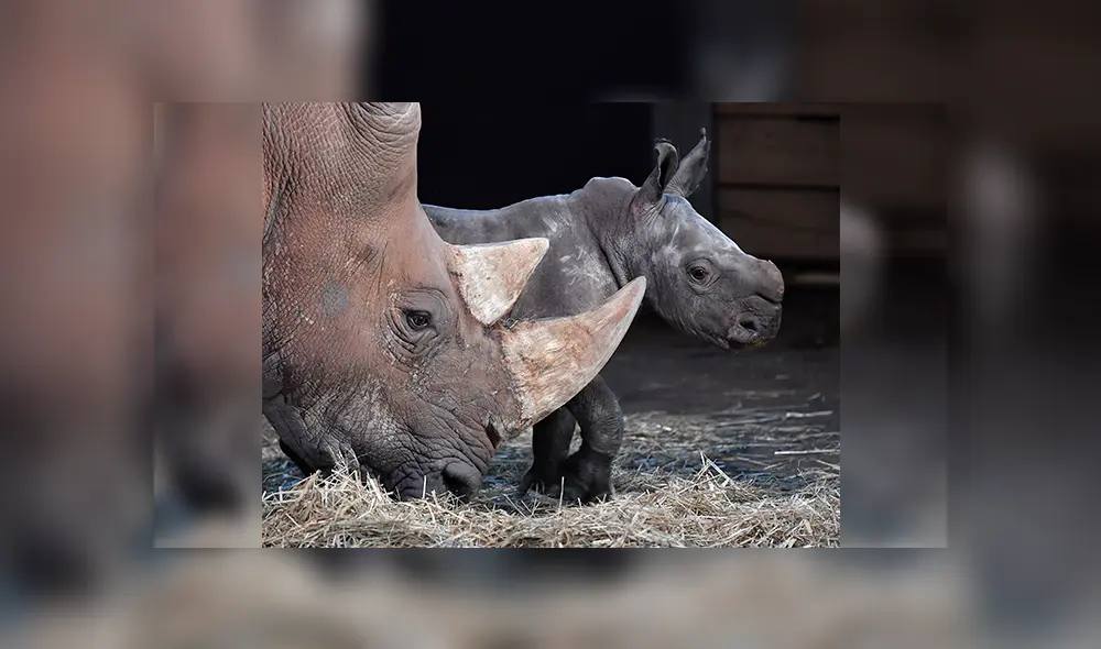 Rinoceronte nació en Zoológico de Miami por inseminación artificial