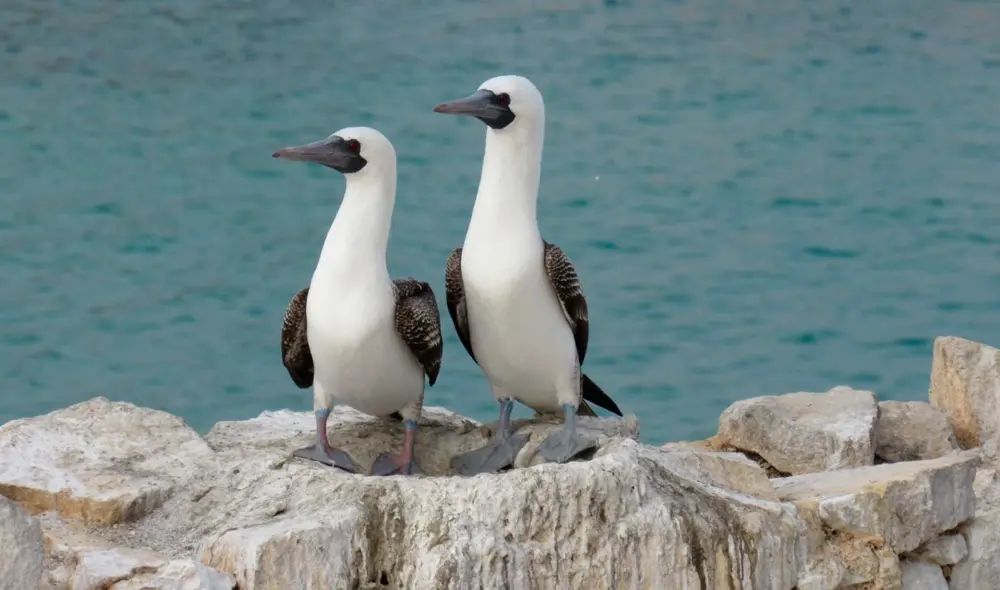 Aves guaneras Foto: Agro Rural Aves guaneras Foto: Agro Rural